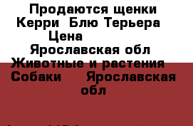 Продаются щенки Керри- Блю Терьера › Цена ­ 25 000 - Ярославская обл. Животные и растения » Собаки   . Ярославская обл.